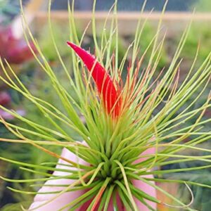 The Drunken Gnome AIR Plants – Andreana – 3 Pack - air Purifying Flowering Tillandsia for Terrarium, Fairy Garden Starter kit, Home Office, Indoor Outdoor, Corporate Gift (3 Pack)