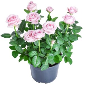 rose “pink rose” seedlings, pink rose bush,rose hedging,living tinged rose plant,perennial plant root,home garden yard decor blooms this year,easy planting