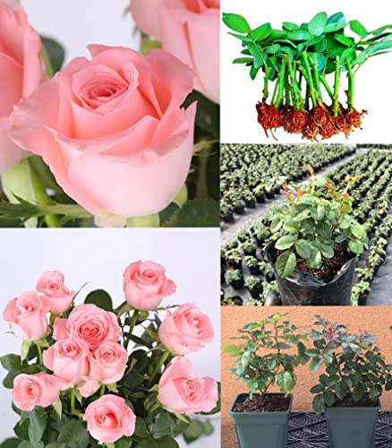 Rose "Pink Rose" Seedlings, Pink Rose Bush,Rose Hedging,Living Tinged Rose Plant,Perennial Plant Root,Home Garden Yard Decor Blooms This Year,Easy Planting