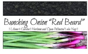scallion “red beard” – bunching onion type – resilient green onion variety | heirlooms seeds by liliana’s garden |