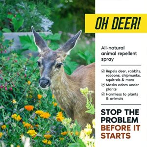 Deer Repellent; Zone Protects Oh Deer! Deer and Animal Repellent Spray/Concentrate Bundle. Keep Deer and Rabbits Out of Your Garden. One Ready-to-Use Gallon Plus One Concentrate