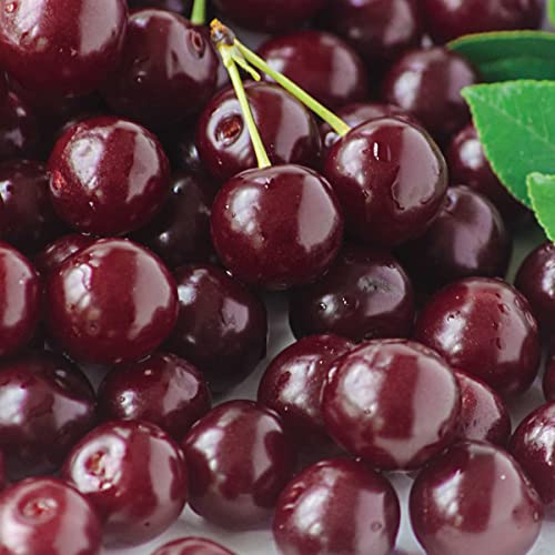 Zeoust Loife 30 Seeds Dwarf Cherry Tree Seeds Fresh Fruit Seeds for Planting Garden Seeds Heirloom (Dwarf Cherry Tree)