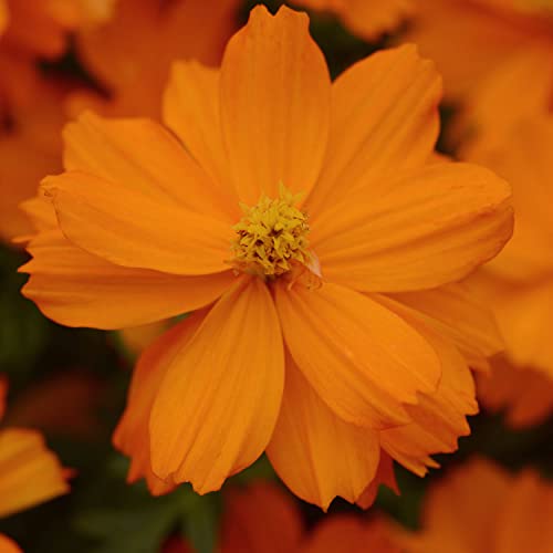 Outsidepride Cosmos Sulphureus Mandarin Compact Garden Flower Plant Seed - 100 Seeds