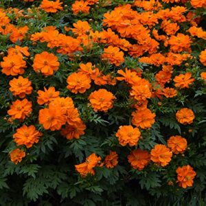 Outsidepride Cosmos Sulphureus Mandarin Compact Garden Flower Plant Seed - 100 Seeds