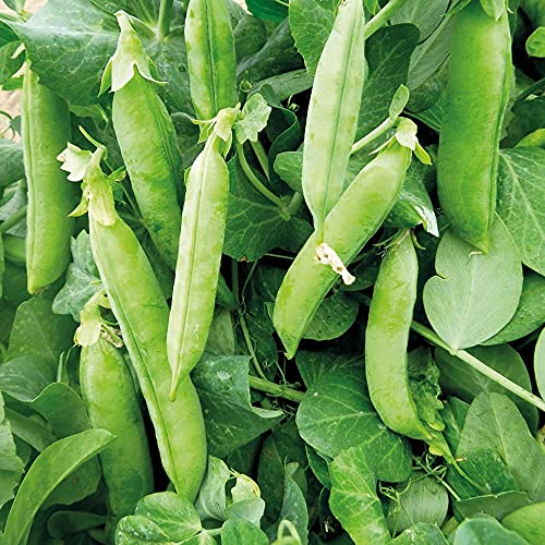 100 Progress No. 9 Pea Seeds for Planting Heirloom Non GMO 1 Ounce of Seeds Garden Vegetable Bulk Survival