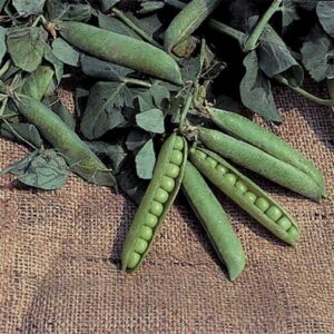 100 Progress No. 9 Pea Seeds for Planting Heirloom Non GMO 1 Ounce of Seeds Garden Vegetable Bulk Survival