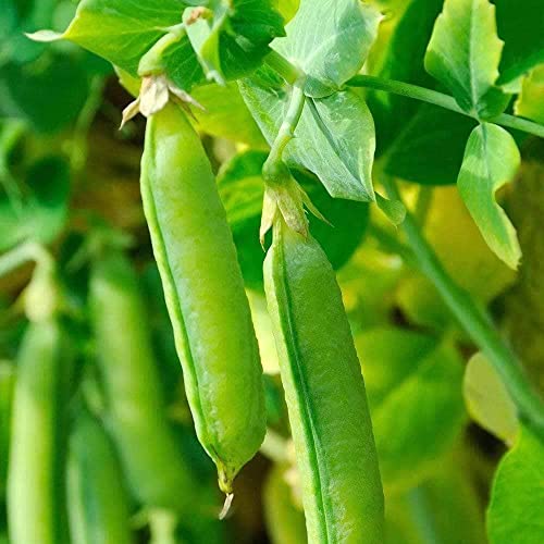 100 Progress No. 9 Pea Seeds for Planting Heirloom Non GMO 1 Ounce of Seeds Garden Vegetable Bulk Survival