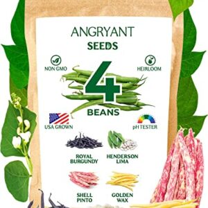 Bean Seeds 4 Variety Pack - Non GMO, Heirloom Seeds for Planting Indoor, Outdoor, and Hydroponic Vegetable Garden - 100% USA Grown - Including Royal Burgundy, Henderson Lima, Shell Pinto, Golden Wax