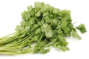 200 premium organic cilantro – chinese parsley – coriander – ngo ri seeds by happy seeds & garden