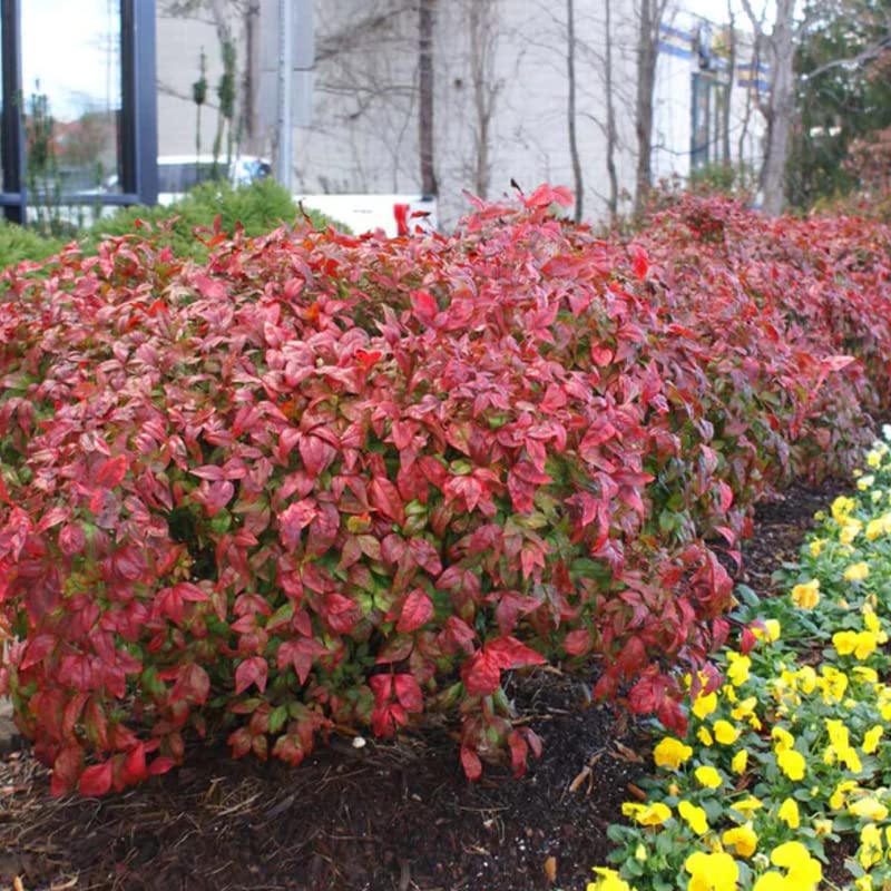 10 Dwarf Firepower Nandina Shrub Nandina Plants 5 to 9 Inc Tall, in 2.5 Inc Pot for Planting Ornaments Perennial Garden Simple to Grow Pots Gifts