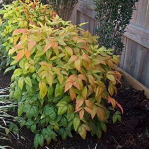 10 Dwarf Firepower Nandina Shrub Nandina Plants 5 to 9 Inc Tall, in 2.5 Inc Pot for Planting Ornaments Perennial Garden Simple to Grow Pots Gifts