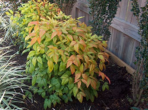 10 Dwarf Firepower Nandina Shrub Nandina Plants 5 to 9 Inc Tall, in 2.5 Inc Pot for Planting Ornaments Perennial Garden Simple to Grow Pots Gifts