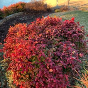 10 Dwarf Firepower Nandina Shrub Nandina Plants 5 to 9 Inc Tall, in 2.5 Inc Pot for Planting Ornaments Perennial Garden Simple to Grow Pots Gifts