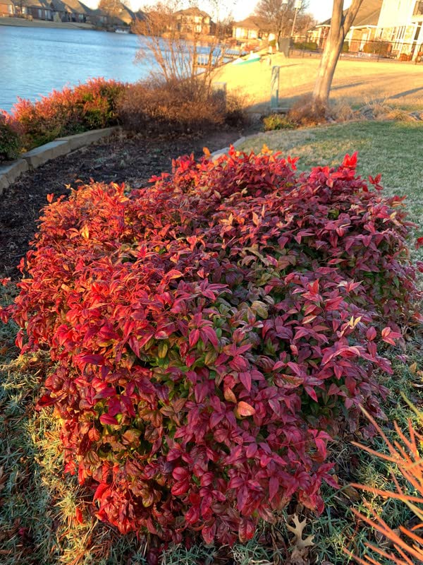 10 Dwarf Firepower Nandina Shrub Nandina Plants 5 to 9 Inc Tall, in 2.5 Inc Pot for Planting Ornaments Perennial Garden Simple to Grow Pots Gifts