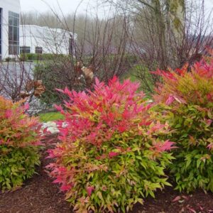 10 Dwarf Firepower Nandina Shrub Nandina Plants 5 to 9 Inc Tall, in 2.5 Inc Pot for Planting Ornaments Perennial Garden Simple to Grow Pots Gifts