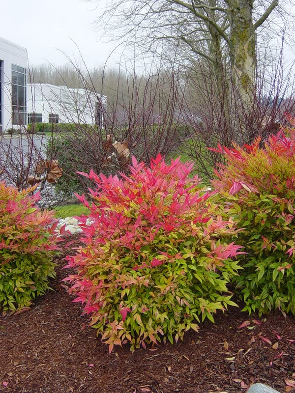 10 Dwarf Firepower Nandina Shrub Nandina Plants 5 to 9 Inc Tall, in 2.5 Inc Pot for Planting Ornaments Perennial Garden Simple to Grow Pots Gifts