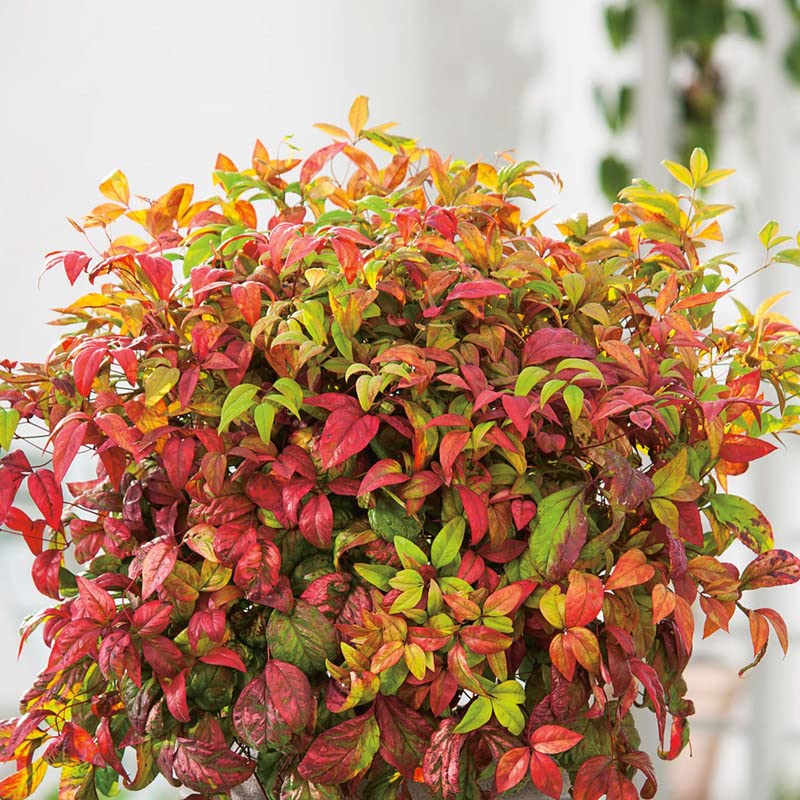 10 Dwarf Firepower Nandina Shrub Nandina Plants 5 to 9 Inc Tall, in 2.5 Inc Pot for Planting Ornaments Perennial Garden Simple to Grow Pots Gifts