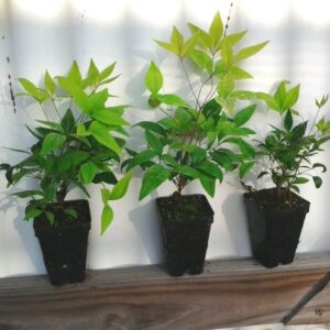 10 Dwarf Firepower Nandina Shrub Nandina Plants 5 to 9 Inc Tall, in 2.5 Inc Pot for Planting Ornaments Perennial Garden Simple to Grow Pots Gifts