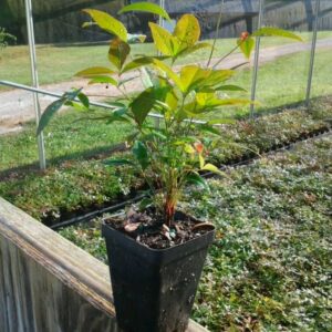 10 Dwarf Firepower Nandina Shrub Nandina Plants 5 to 9 Inc Tall, in 2.5 Inc Pot for Planting Ornaments Perennial Garden Simple to Grow Pots Gifts