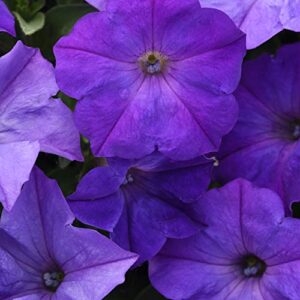 outsidepride lavender sky blue easy wave petunia spreading garden flowers for hanging baskets, pots, containers, beds – 30 seeds