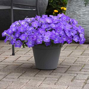 Outsidepride Lavender Sky Blue Easy Wave Petunia Spreading Garden Flowers for Hanging Baskets, Pots, Containers, Beds - 30 Seeds