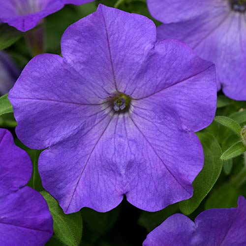 Outsidepride Lavender Sky Blue Easy Wave Petunia Spreading Garden Flowers for Hanging Baskets, Pots, Containers, Beds - 30 Seeds