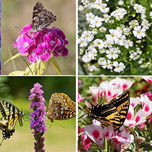 Perennial Wildflower Seeds Package with 25 Different Varieties 100,000 Seeds, Hummingbird and Butterfly Garden Seeds, Popular Perennial Flower Seeds, Non-GMO Wildflower Seeds Mix for Your Garden