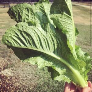 Halden Garden Lettuce Romaine Green Organic (Grows Well Everywhere)