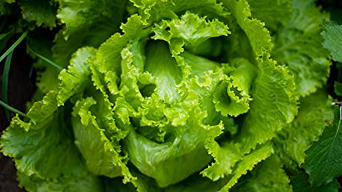 Halden Garden Lettuce Romaine Green Organic (Grows Well Everywhere)