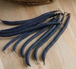 david’s garden seeds bean bush velour (purple) 100 non-gmo, open pollinated seeds