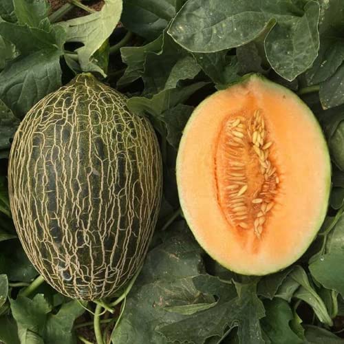 CHUXAY GARDEN Piel de Sapo Melon Seed,Christmas,Santa Claus Melon 15 Seeds Juicy Sweet Fruit Edible Melon Healthy Gardening Gifts