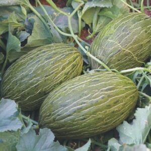 CHUXAY GARDEN Piel de Sapo Melon Seed,Christmas,Santa Claus Melon 15 Seeds Juicy Sweet Fruit Edible Melon Healthy Gardening Gifts