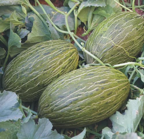 CHUXAY GARDEN Piel de Sapo Melon Seed,Christmas,Santa Claus Melon 15 Seeds Juicy Sweet Fruit Edible Melon Healthy Gardening Gifts