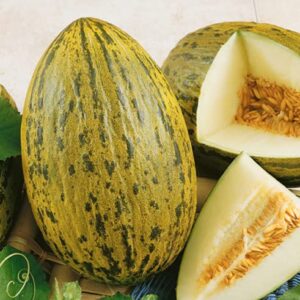 CHUXAY GARDEN Piel de Sapo Melon Seed,Christmas,Santa Claus Melon 15 Seeds Juicy Sweet Fruit Edible Melon Healthy Gardening Gifts