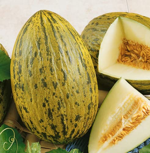 CHUXAY GARDEN Piel de Sapo Melon Seed,Christmas,Santa Claus Melon 15 Seeds Juicy Sweet Fruit Edible Melon Healthy Gardening Gifts