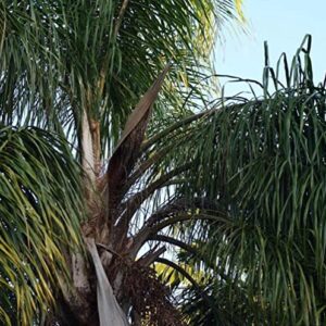 CHUXAY GARDEN Syagrus Romanzoffiana,Queen Palm,Cocos Palm 5 Seeds Elegant Evergreen Palm Long-Lived Hardy Tree Great for Specimen or Street Tree