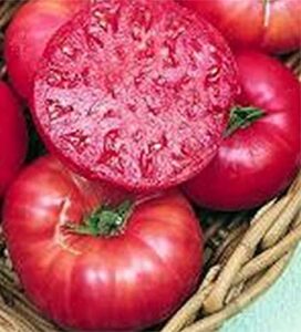 pink ponderosa heirloom tomato seeds – large tomato – one of the most delicious tomatoes for home growing, non gmo – neonicotinoid-free.