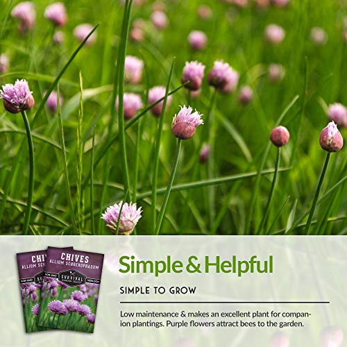 Survival Garden Seeds - Common Chives Seed for Planting - Packet with Instructions to Plant and Grow Delicious Perennial Herbs in Your Home Vegetable Garden - Non-GMO Heirloom Variety