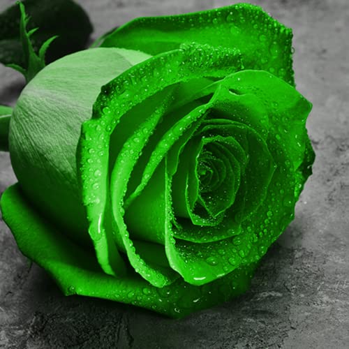 CHUXAY GARDEN Green Rose Seeds 100 Seeds Rare Green Lovely Flower Shrub Flowering Plant Fragrant Gardening Gifts Grows in Garden and pots