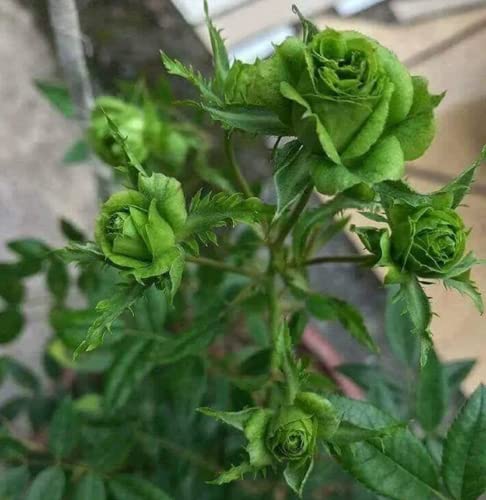 CHUXAY GARDEN Green Rose Seeds 100 Seeds Rare Green Lovely Flower Shrub Flowering Plant Fragrant Gardening Gifts Grows in Garden and pots