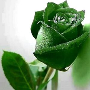 CHUXAY GARDEN Green Rose Seeds 100 Seeds Rare Green Lovely Flower Shrub Flowering Plant Fragrant Gardening Gifts Grows in Garden and pots