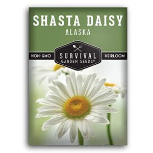 survival garden seeds – shasta daisy seed for gardening – packet with instructions to plant and grow beautiful white perennial flowers in your home flower garden – non-gmo heirloom variety