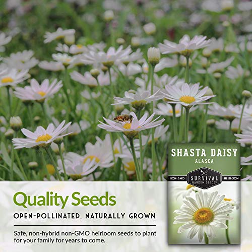 Survival Garden Seeds - Shasta Daisy Seed for Gardening - Packet with Instructions to Plant and Grow Beautiful White Perennial Flowers in Your Home Flower Garden - Non-GMO Heirloom Variety