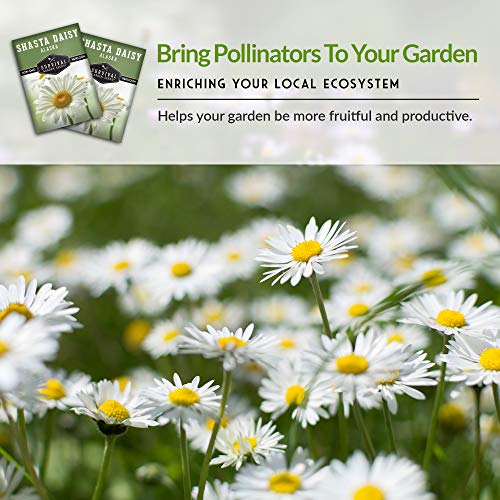 Survival Garden Seeds - Shasta Daisy Seed for Gardening - Packet with Instructions to Plant and Grow Beautiful White Perennial Flowers in Your Home Flower Garden - Non-GMO Heirloom Variety