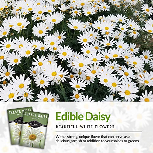 Survival Garden Seeds - Shasta Daisy Seed for Gardening - Packet with Instructions to Plant and Grow Beautiful White Perennial Flowers in Your Home Flower Garden - Non-GMO Heirloom Variety