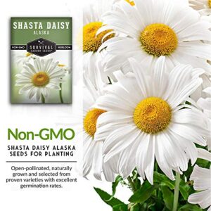 Survival Garden Seeds - Shasta Daisy Seed for Gardening - Packet with Instructions to Plant and Grow Beautiful White Perennial Flowers in Your Home Flower Garden - Non-GMO Heirloom Variety