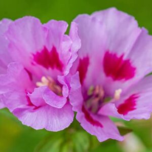 Godetia Cattleya Lilac Flower Seeds for Planting, 1500+ Flower Seeds Per Packet, (Isla's Garden Seeds), Non GMO & Heirloom Seeds, Scientific Name: Clarkia Amoena, Great Home Flower Garden Gift