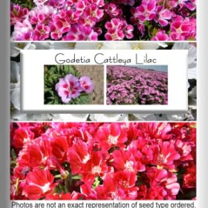 Godetia Cattleya Lilac Flower Seeds for Planting, 1500+ Flower Seeds Per Packet, (Isla's Garden Seeds), Non GMO & Heirloom Seeds, Scientific Name: Clarkia Amoena, Great Home Flower Garden Gift