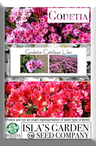 Godetia Cattleya Lilac Flower Seeds for Planting, 1500+ Flower Seeds Per Packet, (Isla's Garden Seeds), Non GMO & Heirloom Seeds, Scientific Name: Clarkia Amoena, Great Home Flower Garden Gift