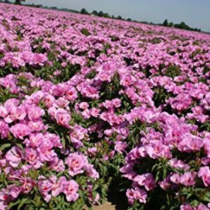 Godetia Cattleya Lilac Flower Seeds for Planting, 1500+ Flower Seeds Per Packet, (Isla's Garden Seeds), Non GMO & Heirloom Seeds, Scientific Name: Clarkia Amoena, Great Home Flower Garden Gift